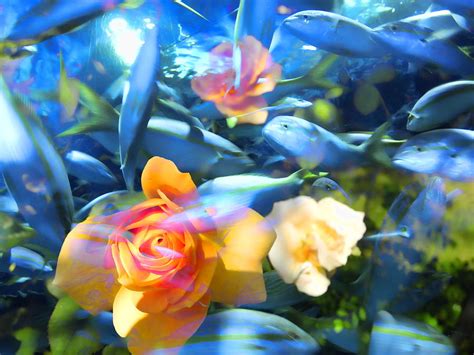 Roses and fish Photograph by Joel Zimmerman | Fine Art America