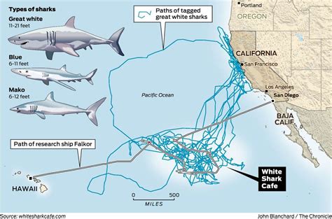 Mysterious great white shark lair discovered in Pacific Ocean