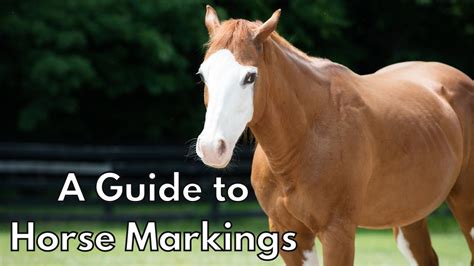 A Guide to Horse Markings - YouTube