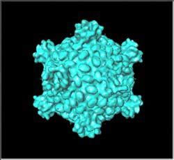 Structure of Reovirus Core Solved