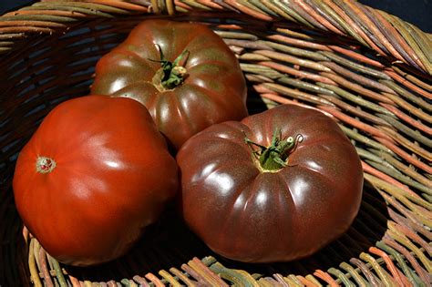 Cherokee Purple Tomato (Solanum lycopersicum 'Cherokee Purple') in ...