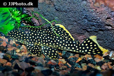 Gold Nugget Pleco Care - Size, Life Span, Tank Mates, Breeding