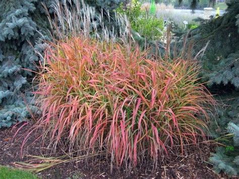 Purple Flame Maiden Grass Perennial - Miscanthus sinensis - Gallon Pot | Ornamental grasses ...