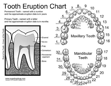 Tooth Number Map