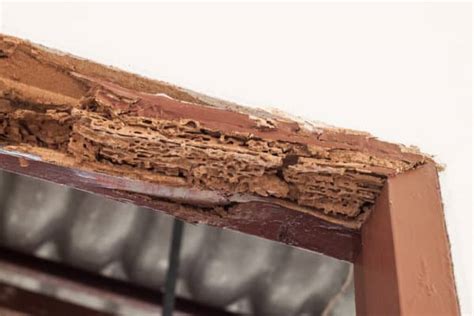 How Much Damage Can Termites Really Cause? | Termite Control