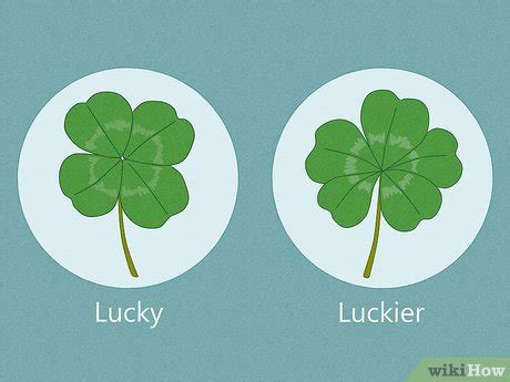 5 Leaf Clover Meaning: Luck, Rarity, & More