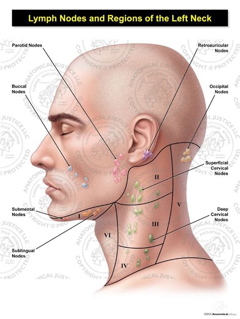 Diagram Neck Anatomy Glands : Lymph Nodes : They are critical in helping to regulate levels of ...