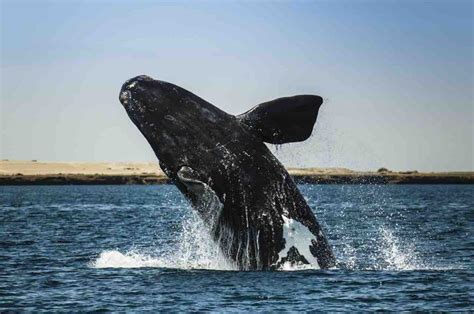 La Baleine franche vient d'être classée «en danger critique d'extinction»