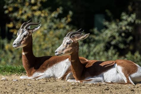 Dama Gazelle, Gazella Dama Mhorr or Mhorr Gazelle is a Species of ...