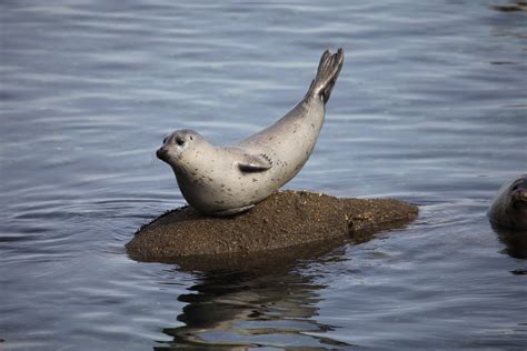 Free Images : sea, bird, seabird, wildlife, fauna, seals, vertebrate, harbor seal, marine mammal ...