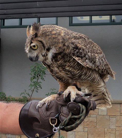 History, Los Angeles County: Falconry in Los Angeles