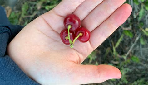 Cherry Picking Is An Enjoyable & Beneficial Activity - Hobby Farms