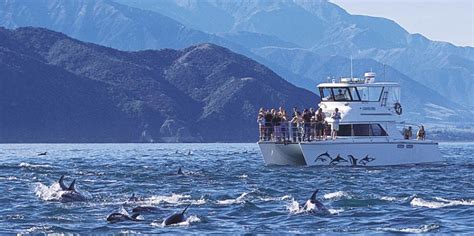 Dolphin Swim | Dolphin Watching Tour, Kaikoura