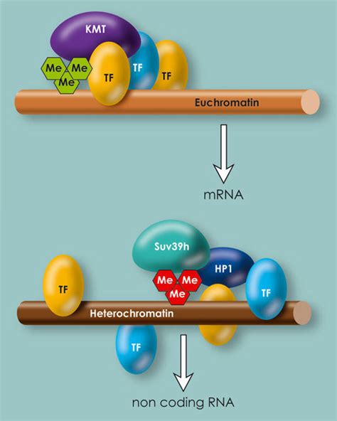 Making and breaking heterochromatin | Max Planck Society