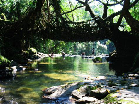 Unique living root bridge at Wahthyllong - Mawlynnong: Get the Detail ...