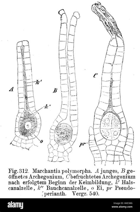 Marchantia polymorpha Archegonium Strasburger1900 Stock Photo - Alamy