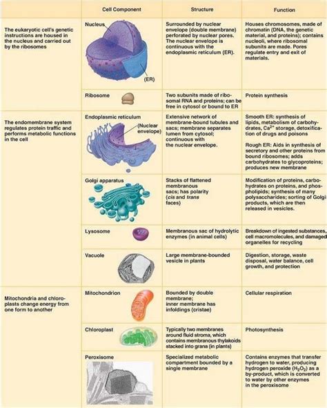 the different eukaryotic cell organelles-their structure and function... | Download Scientific ...