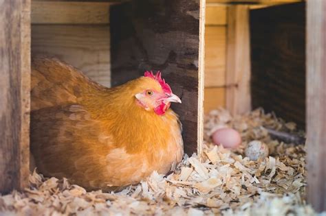 Chicken Nesting Boxes: 13 Free DIY Plans and Instructions | Chickens ...