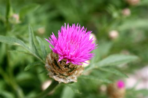 Pink Thistle Flower Picture | Free Photograph | Photos Public Domain