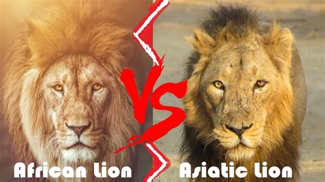 Asiatic Lion Vs African Lion