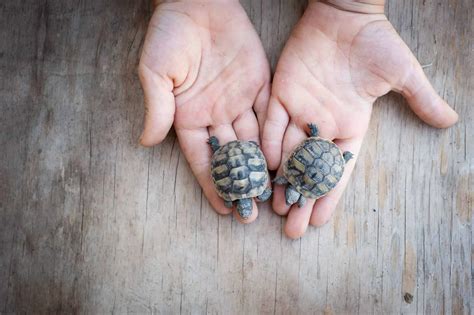 Are Pet Turtles Easy To Take Care Of? • Tips & Tricks for Pets