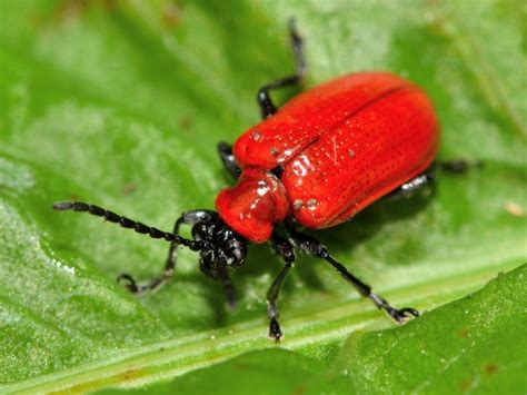 Information On Lily Leaf Beetle