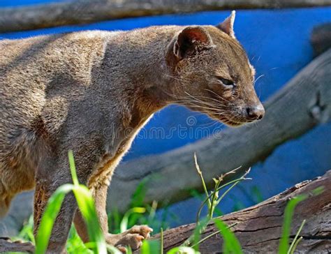 Fossa stock photo. Image of formidable, forearms, fossa - 89483652