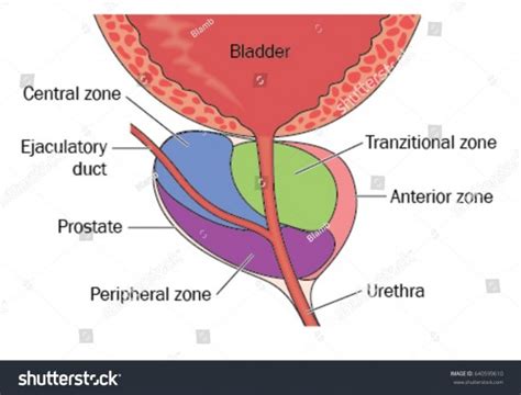 Diagram Of Bladder And Prostate