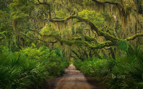 Download Georgia Cumberland Island Forest Nature Path Image