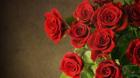 4K Rose Wallpapers - Top Free 4K Rose Backgrounds - WallpaperAccess