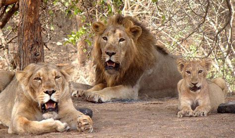 Wildlife Sanctuary | Top 10 Wildlife Sanctuaries in India