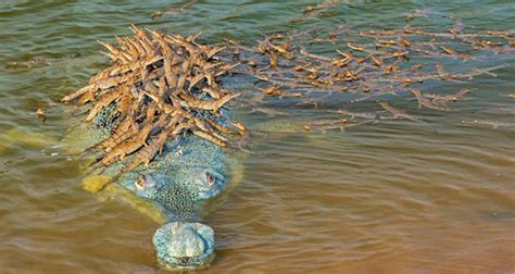 A photo of an alligator swimming across a river with its young ones on its back, goes viral ...