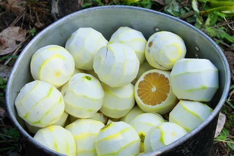 ¿Cuánto Duran Las Naranjas En La Nevera? Vida útil, | Rocket site