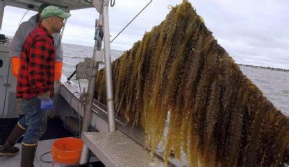 Seaweed farming and its surprising benefits – Tree Fresno