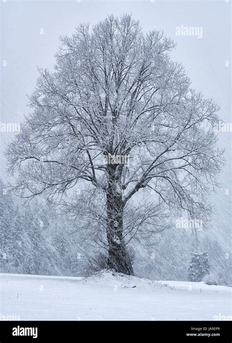 Single tree in snow storm Stock Photo - Alamy