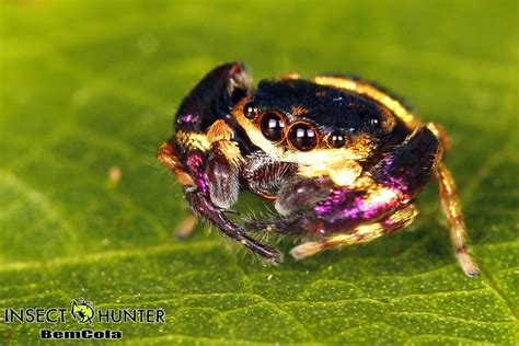 Indonesian Jumping Spider | 虫