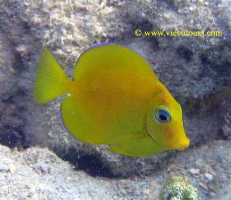 Caribbean or Atlantic Blue Tang, Acanthurus coeruleus - Tim's Tropical Fish and Aquariums