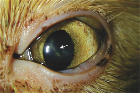 corneal ulcer cat pictures - Virgie Bright