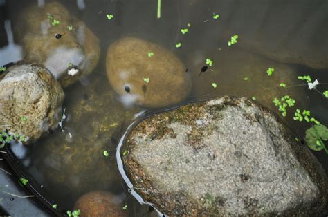 Our garden an our tadpole habitat... - Jennifer Rizzo