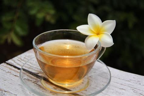 Mango Jasmine (Plumeria Rubra) Tea, Also Known As Frangipani, in a Clear Glass Cup with a ...