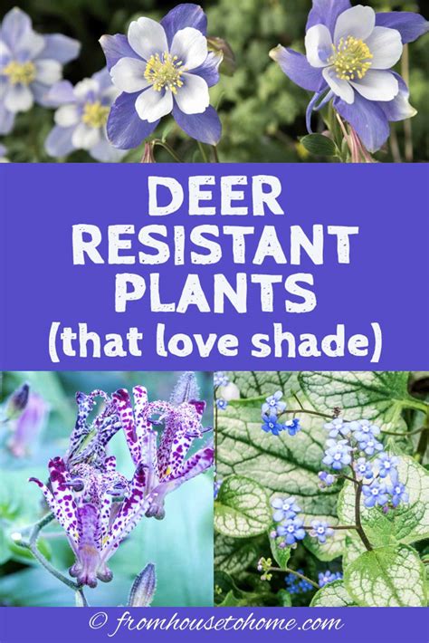 Deer Resistant Shade Plants (15 Beautiful Perennials and Shrubs That Deer Hate) - Gardening ...