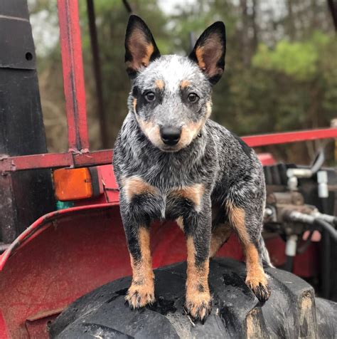 215+ Blue Heeler Dog Names for Your Hardworking Herder