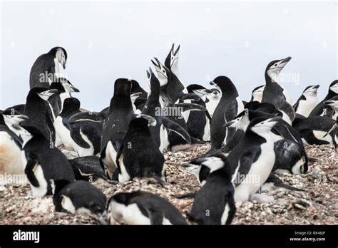 Chinstrap penguin group of adults calling and displaying in breeding colony, Antarctica Stock ...