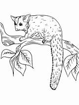 Realistic Sugar Glider coloring Page sketch template