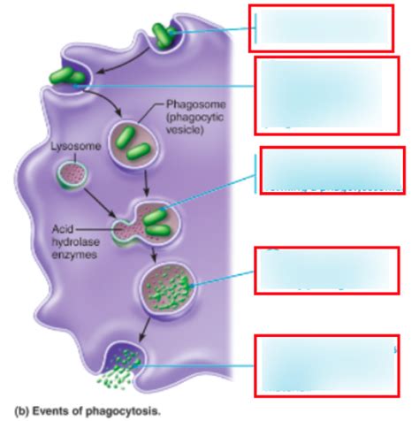 Events of phagocytosis Diagram | Quizlet