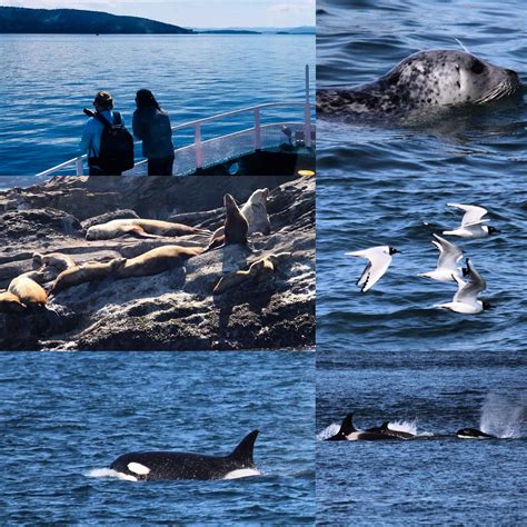 2018 Season Off To A Great Start, With Lots Of Orca And Humpback Whale Sightings | Seattle ...