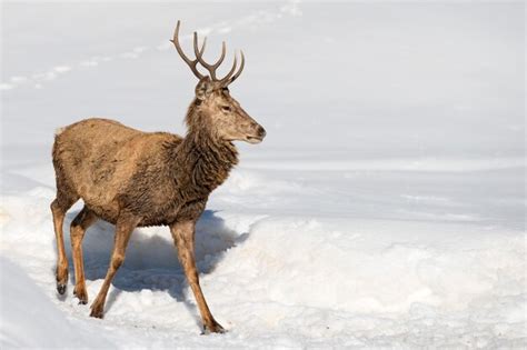 Premium Photo | Deer portrait on the snow background