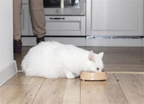 Obesity in Cats | PetMD