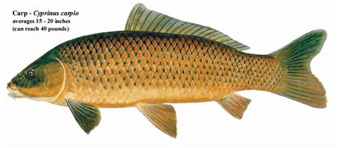 Carp (Cyprinus carpio)