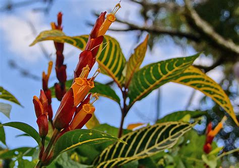 Sanchezia speciosa (Acanthaceae) image 69318 at PhytoImages.siu.edu